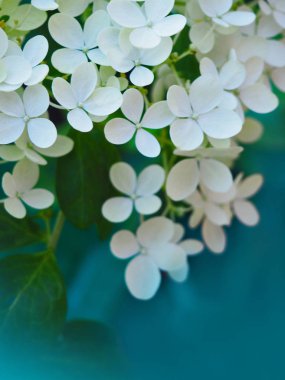 Flowerhead ortanca beyaz renkli