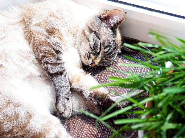 Beige cat sleeping at the sun spot — Stock Photo, Image