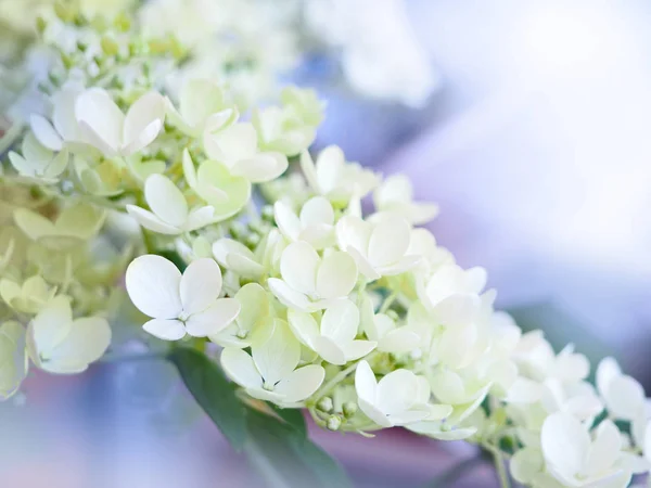 Hortensja białe kolorowe flowerhead — Zdjęcie stockowe