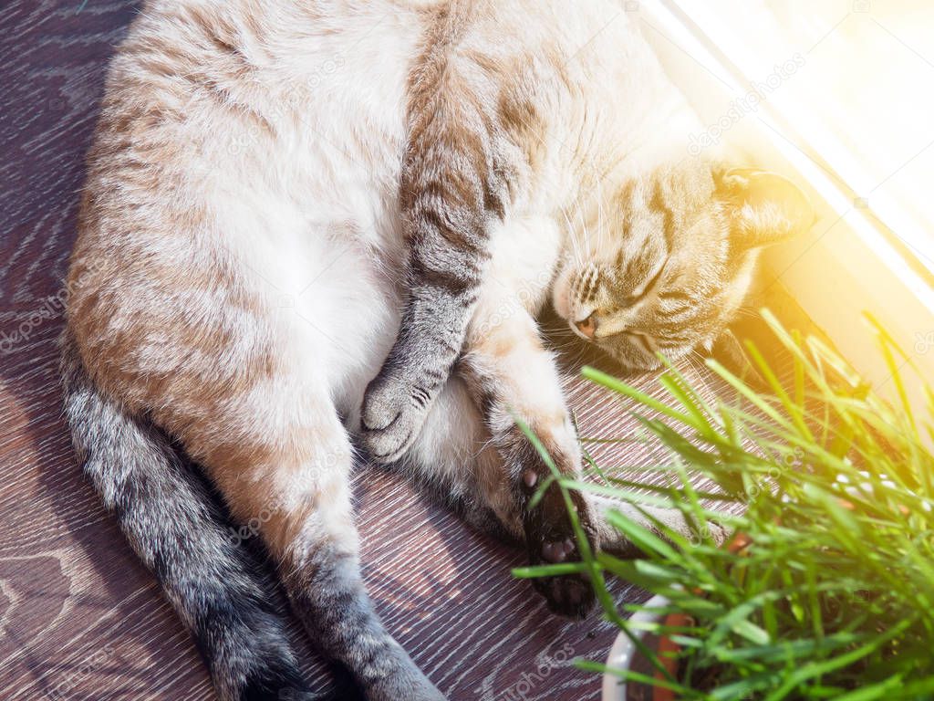 Beige cat sleeping at the sun spot