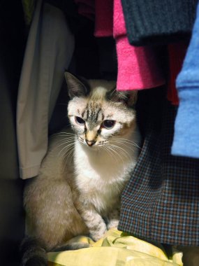 gardrop oturan beyaz Siyam kedi
