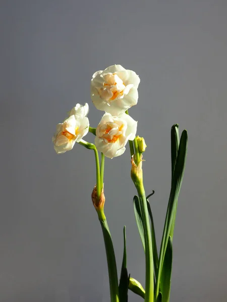 Narcissus kvete doma — Stock fotografie