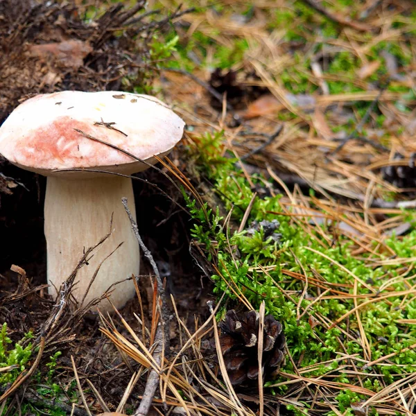 Wild biologische witte paddestoelen in het bos — Stockfoto