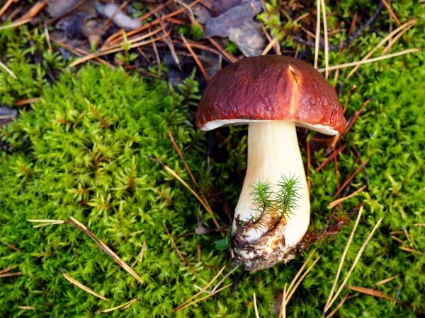 Fungo bianco biologico selvatico nella foresta — Foto Stock