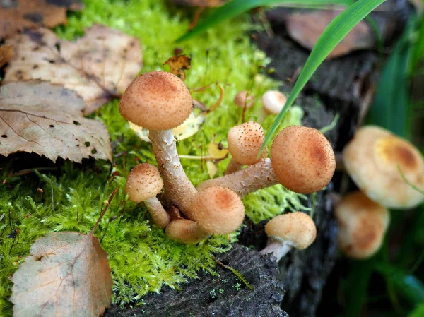 Un mucchio di giovani funghi al miele che crescono nella foresta — Foto Stock