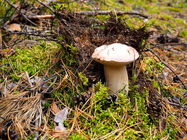 Wild biologische witte paddestoelen in het bos — Stockfoto