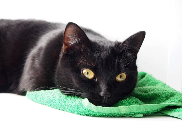Μαύρη γάτα στον ύπνο σε ένα καταπράσινο χαλί — Φωτογραφία Αρχείου