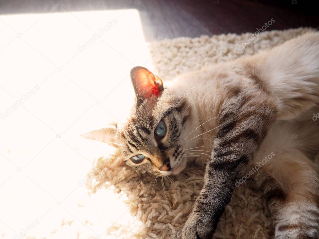 Beige cat sleeping at the sun spot