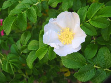 beyaz çiçek yabani gül