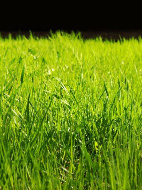 Parkta genç bir yeşil çimen