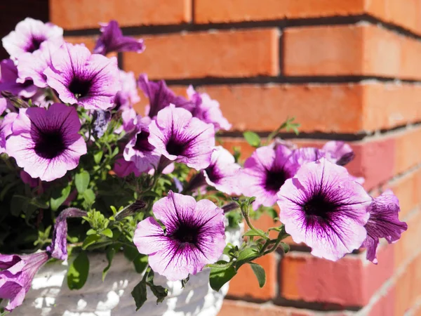 Fiori di petunia viola fioriscono — Foto Stock