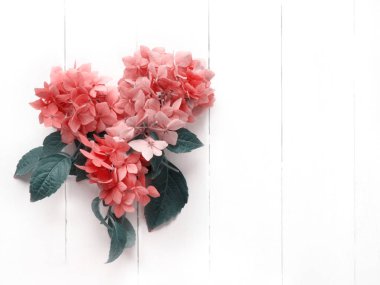 Vintage kırmızı hidangea çiçek