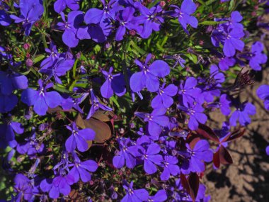 Mavi sondaki Lobelia çiçekler uo atış kapatın
