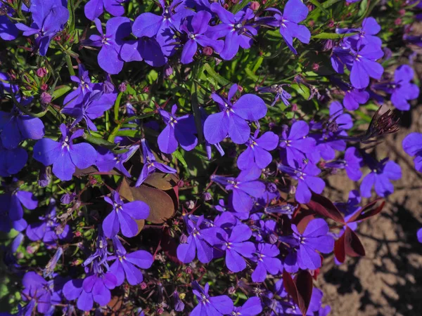 Azul Trailing Lobelia flores cerrar uo tiro —  Fotos de Stock