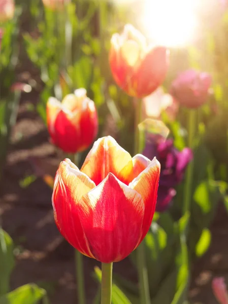 Mooie rode tulpen veld in het Park — Stockfoto