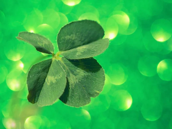 Färska gröna Lucky Four Leaf Clover — Stockfoto