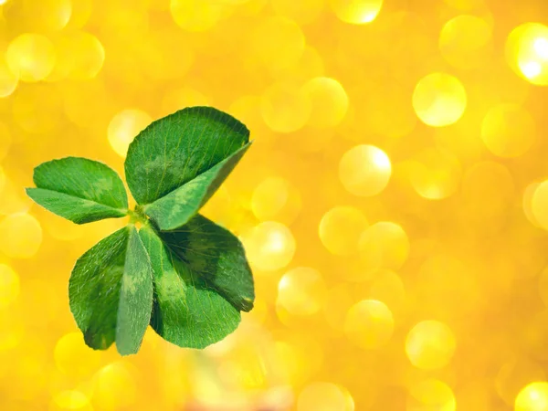 Trifoglio verde fresco fortunato a quattro foglie — Foto Stock