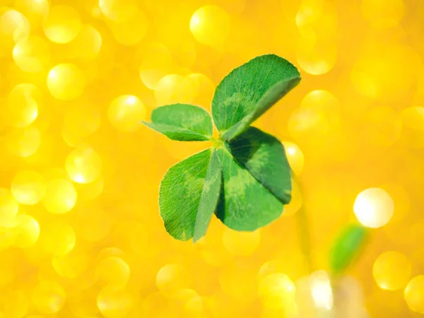 Färska gröna Lucky Four Leaf Clover — Stockfoto