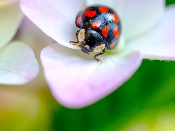 Lady bug pihenő rózsaszín virágok Hortenzia — Stock Fotó