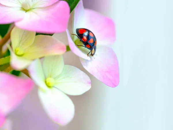 수국의 분홍색 꽃에 휴식 레이디 버그 — 스톡 사진