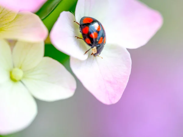 Lady bug resting on pink flowers of hydrangea