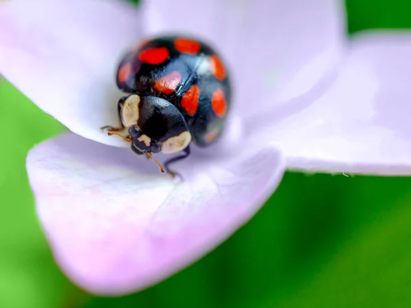 Lady bug resting on pink flowers of hydrangea