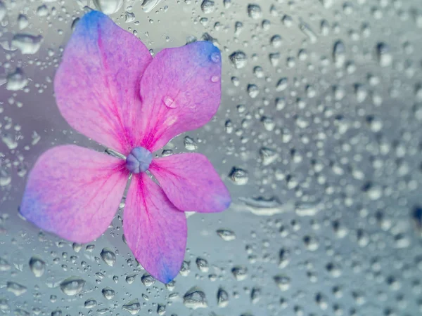 Purple hydrangea flower on wet window glass