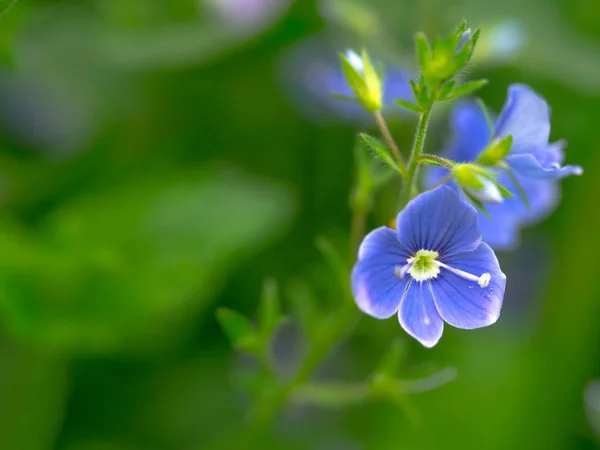 Drömska vilda blå blommor i grön äng — Stockfoto