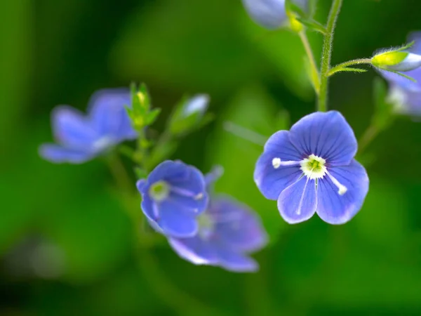 Ονειρικά άγρια μπλε λουλούδια σε πράσινο λιβάδι — Φωτογραφία Αρχείου