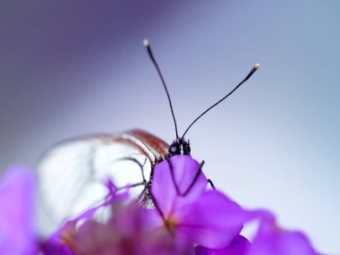 mor çiçekler çiçek güzel beyaz kelebek