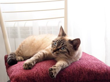 Bej tay kedi mor bir yastık üzerinde uyku.