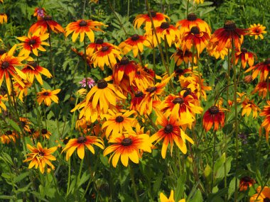 Yeşil arka plan üzerinde güzel turuncu çiçekler.