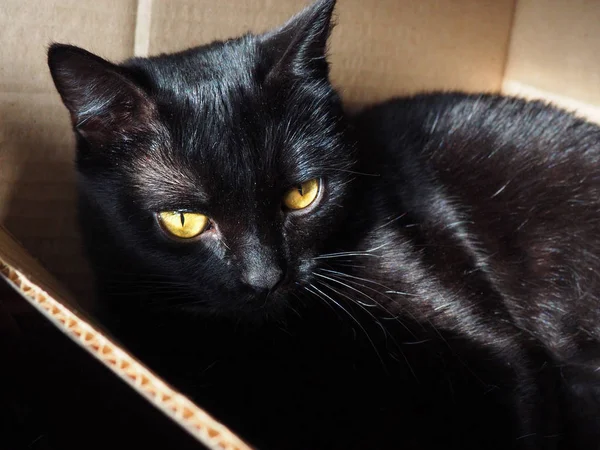 Χάρτινο κουτί με μαύρη γάτα που κάθεται μέσα — Φωτογραφία Αρχείου