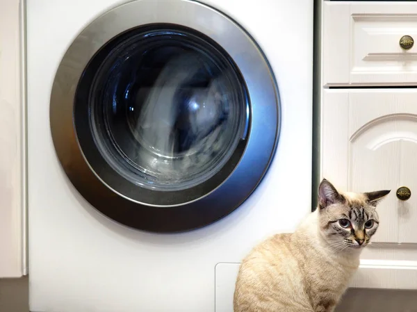 Kedi ve çamaşır makinesi. Evcil hayvan yaşam