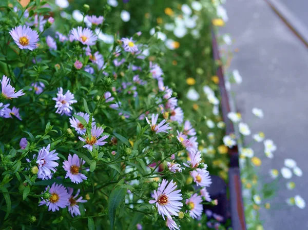 Violet asters flowerbed — Stock Photo, Image