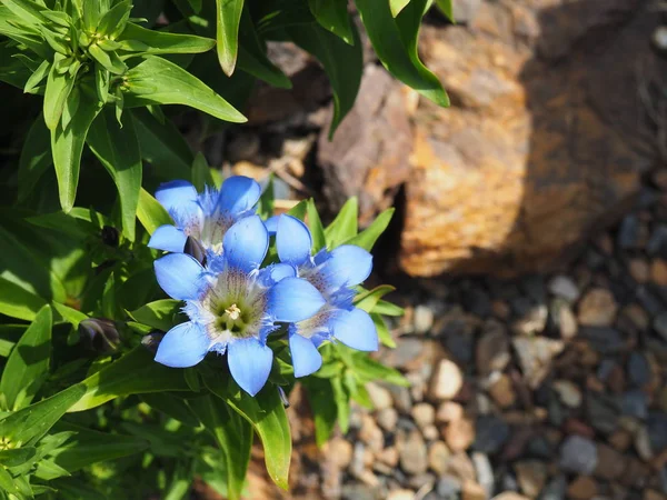 Lovely Gentiana blå blommor i Spring Garden — Stockfoto