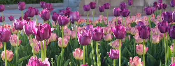 Piękne fioletowe i różowe tulipany kwitnące w parku — Zdjęcie stockowe