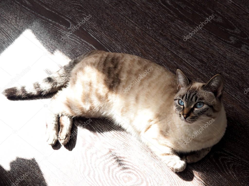 Beige thai cat lying cozy on a floor in a sun spot