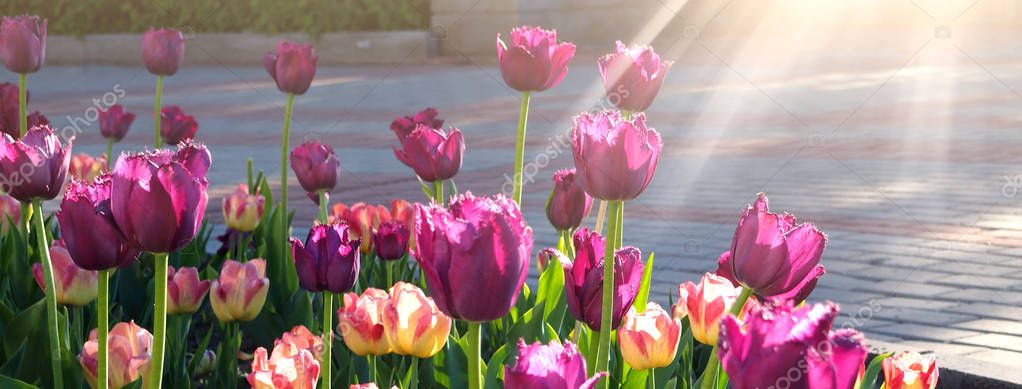 Beautiful purple and pink tulips blooming at the park Stock Image