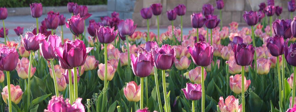 Beautiful purple and pink tulips blooming at the park Stock Picture