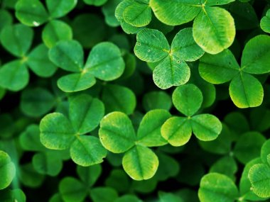 Yeşil çimenlerde dört yapraklı yonca