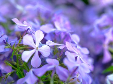 Sürünen phlox, Phlox subulata çiçekleri ile güzel arka plan