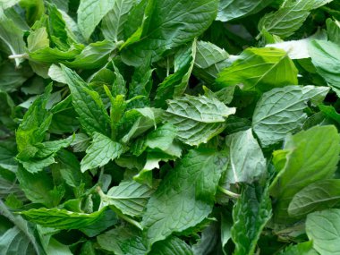 Bahçede taze nane yaprakları hasat