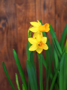 Çiçekli sarı nergisler (Narcissus)