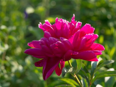 Gün batımı bokeh arka planda Muhteşem mor şakayık