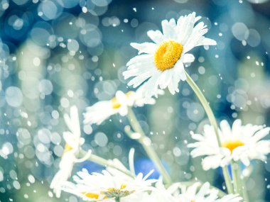 Güneşli günde güzel beyaz papatya çiçekleri