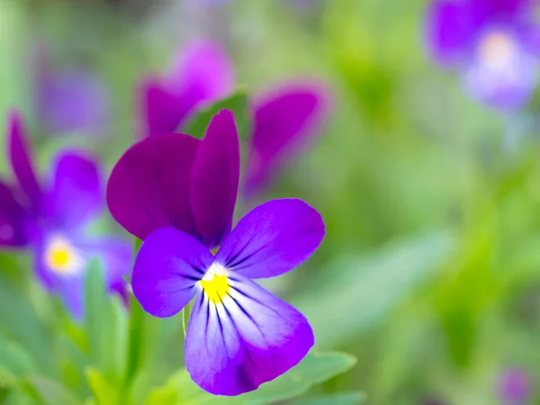 Pansy flowers or pansies blooming in spring garden — Stock Photo, Image