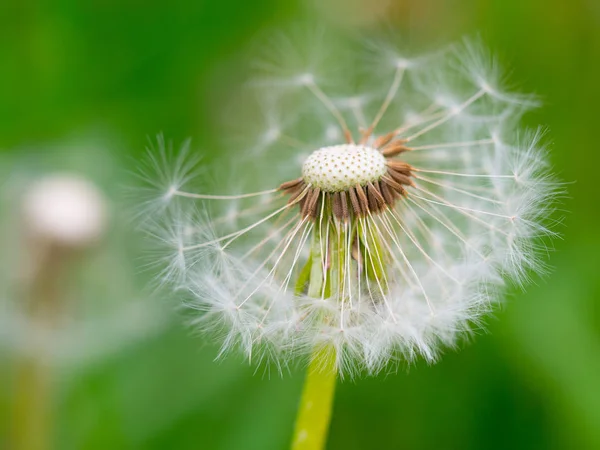 Vita fluffiga maskros på en grön bakgrund — Stockfoto