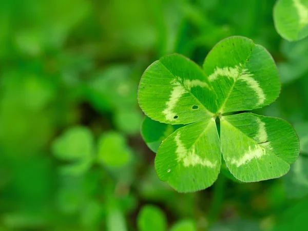 Four leaf clover in green grass — Stock Photo, Image