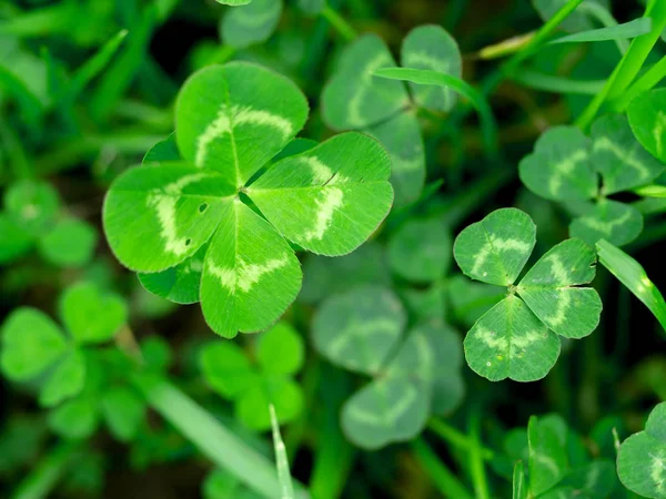 Trifoglio a quattro foglie in erba verde — Foto Stock